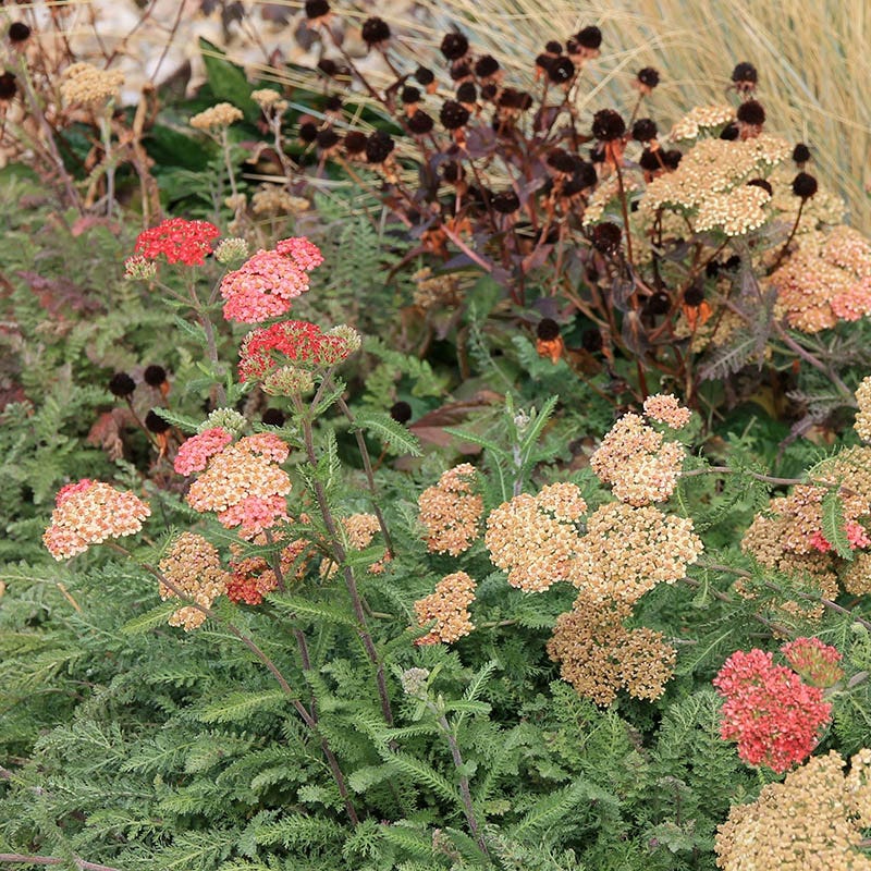 Paprika Yarrow - Image 4
