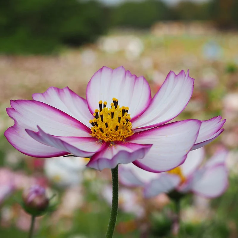 Pink Wildflower Seed Mix - Image 2