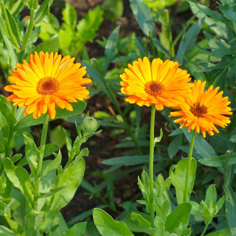 Quick Blooming Wildflower Seed Collection - Image 3