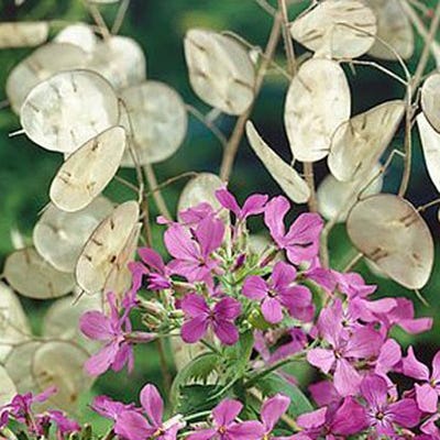 Seed Your Investment for Growth Seed Packet - Image 3