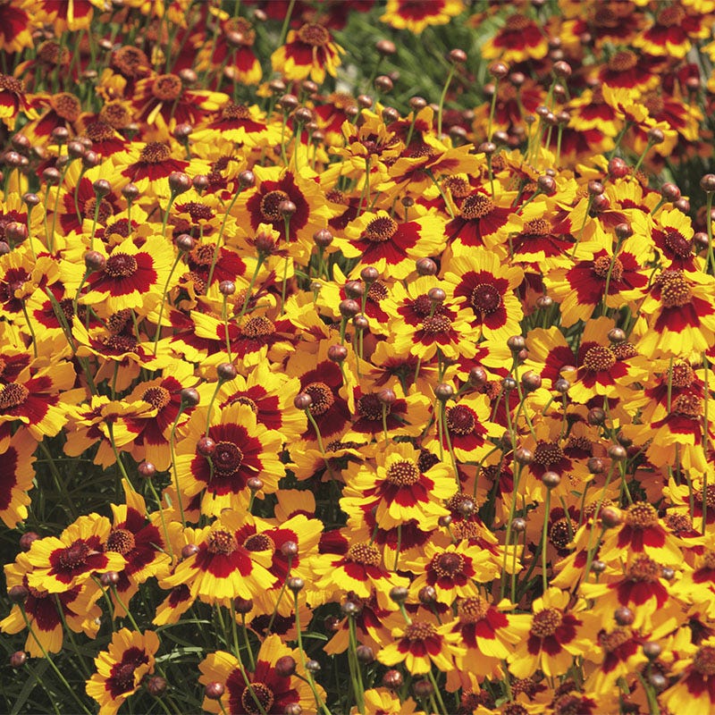 Shade Wildflower Seed Collection - Image 3