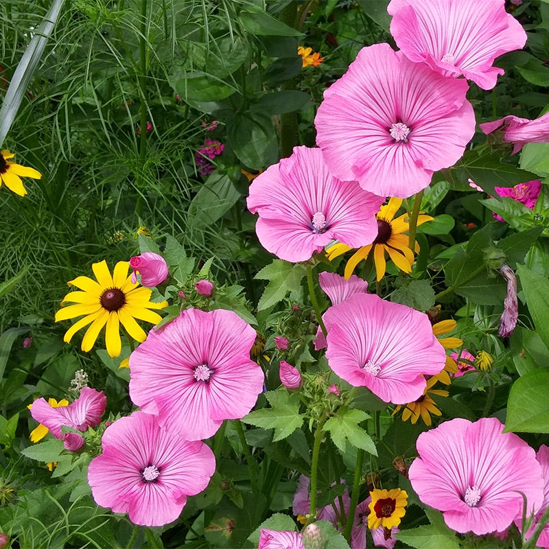 Painted Lady Butterfly Essentials Native Seed Packet Set - Image 3