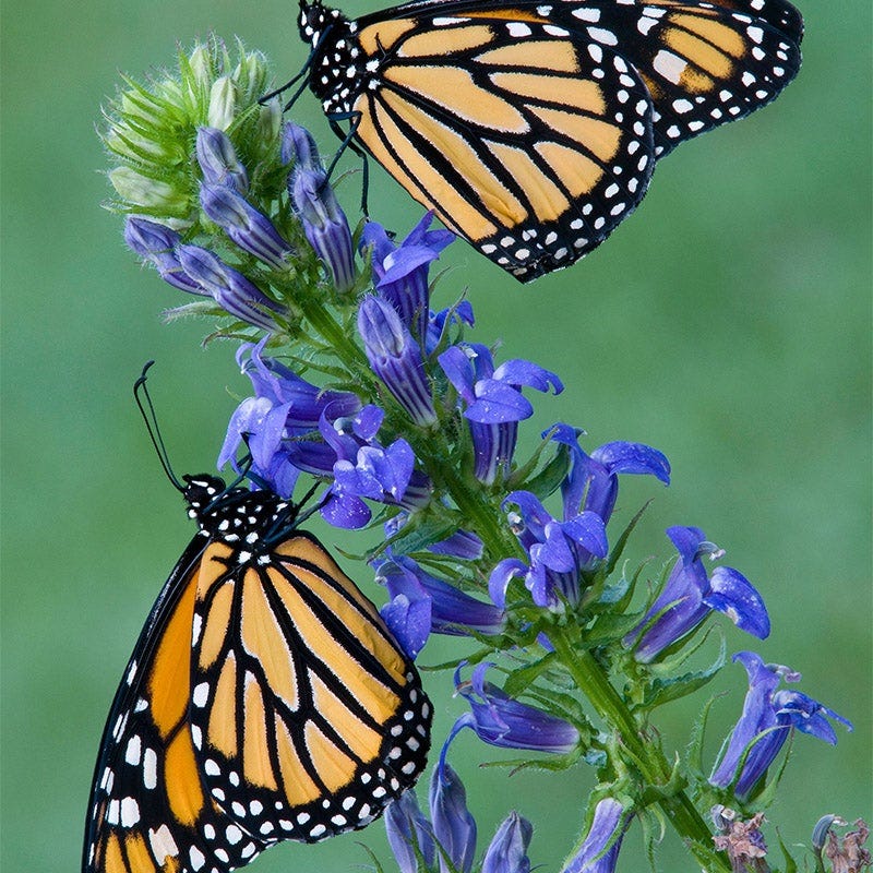 Natural Nectar Native Pre-Planned Garden - Image 8