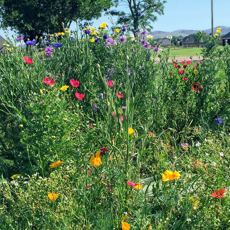Southeast Select Wildflower Seed Mix - Image 3