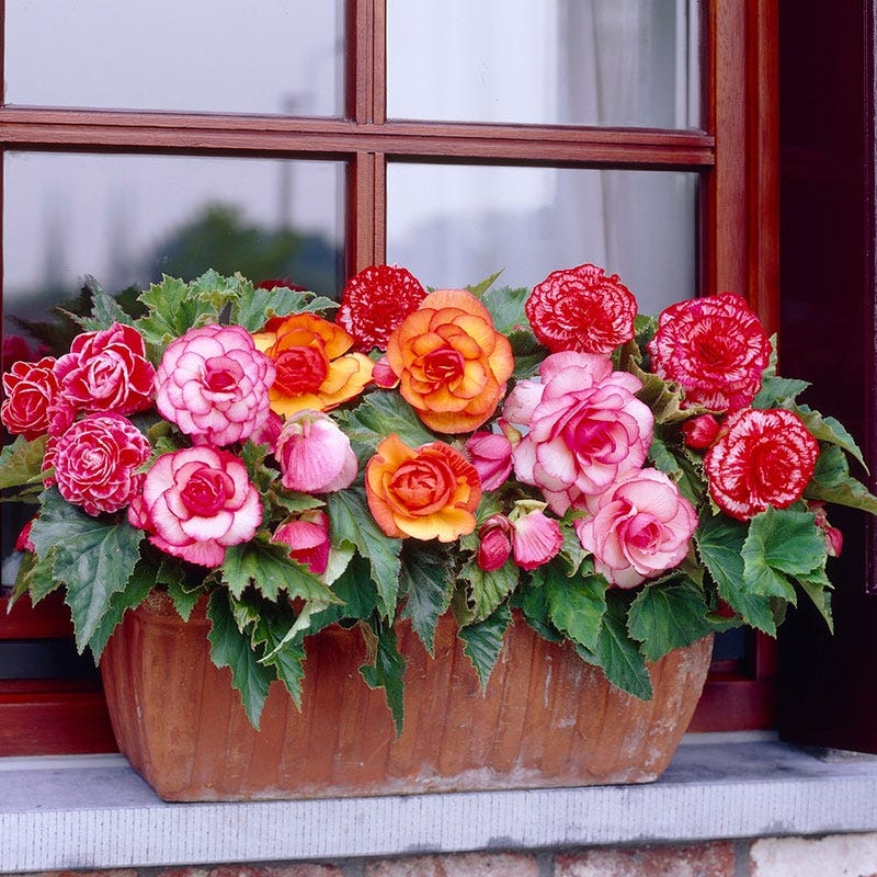 Picotee Begonia Mix - Image 3