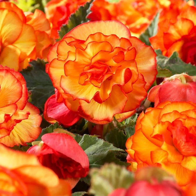 Yellow-Red Picotee Begonia - Image 2