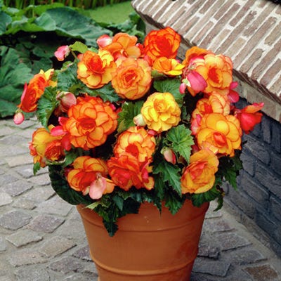 Yellow-Red Picotee Begonia - Image 3