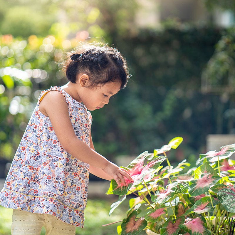 Pink & White Caladium Mix - Image 2