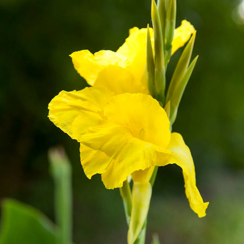 Brilliant Canna Collection - Image 4