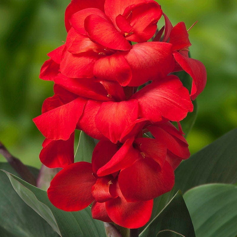 Happy Hummingbird Canna Collection - Image 4