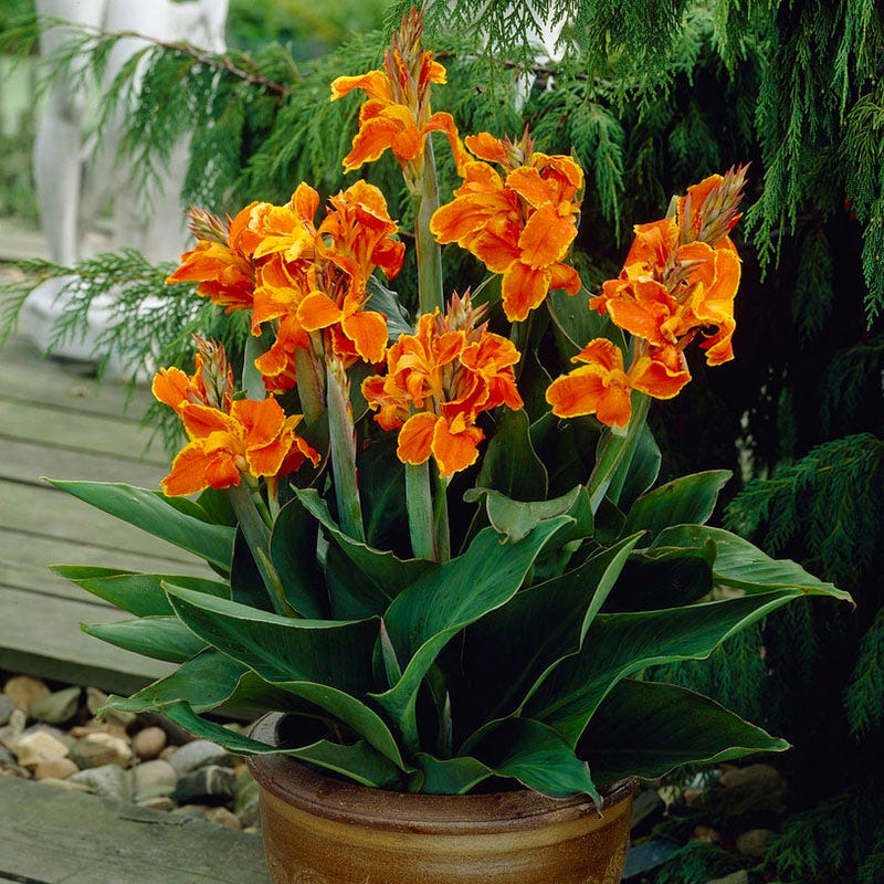 Taroudant Canna Lily - Image 2