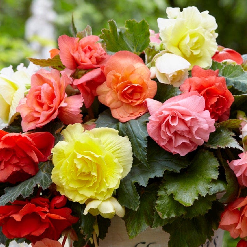 Cascading Begonia Mix - Image 3