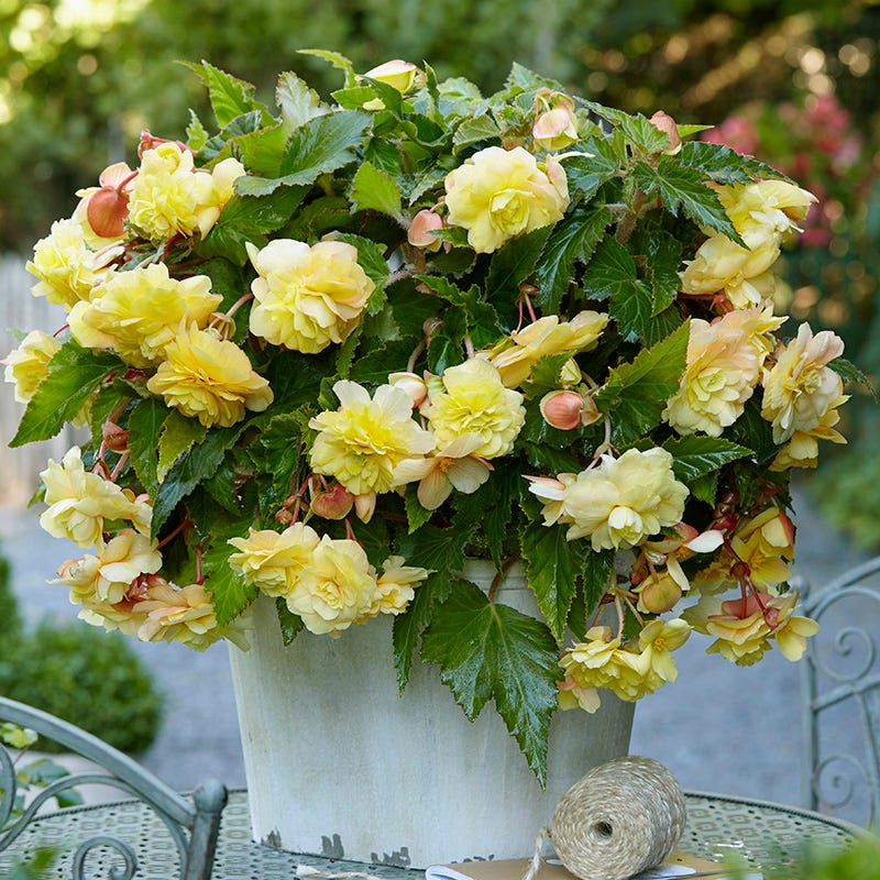 Sunny Dream Fragrant Begonia - Image 2