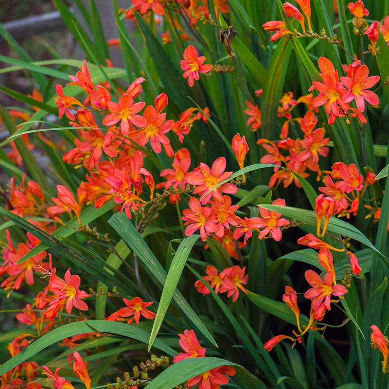 Sharona Crocosmia - Image 2