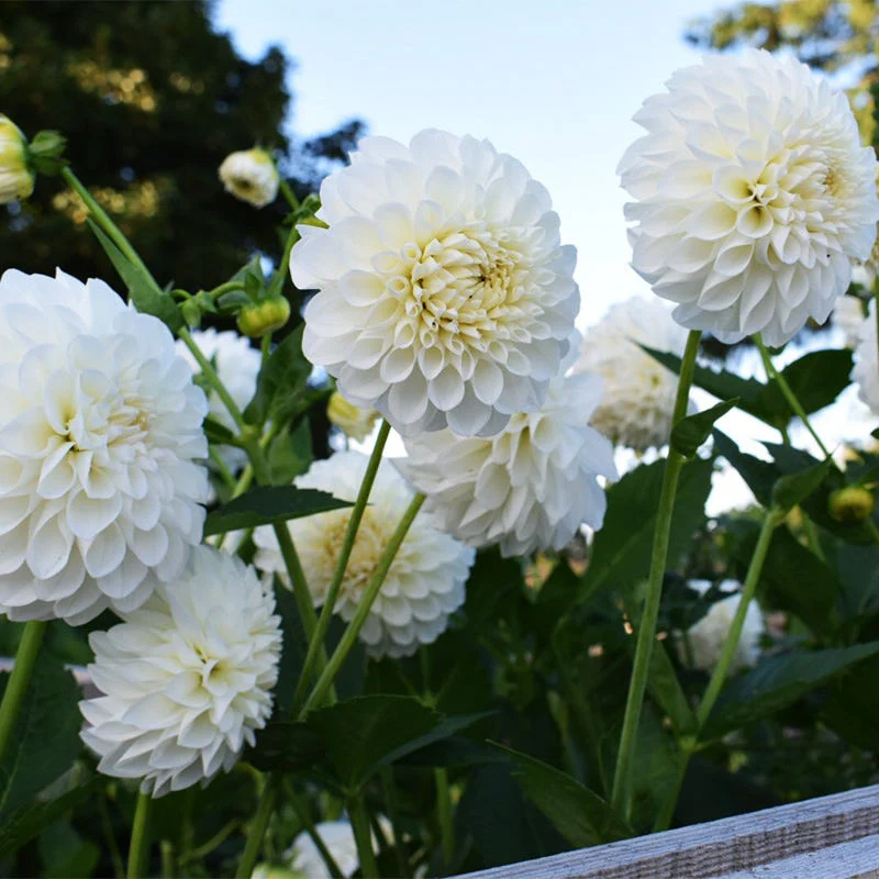 Magical Moonlight Bulb Collection - Image 3