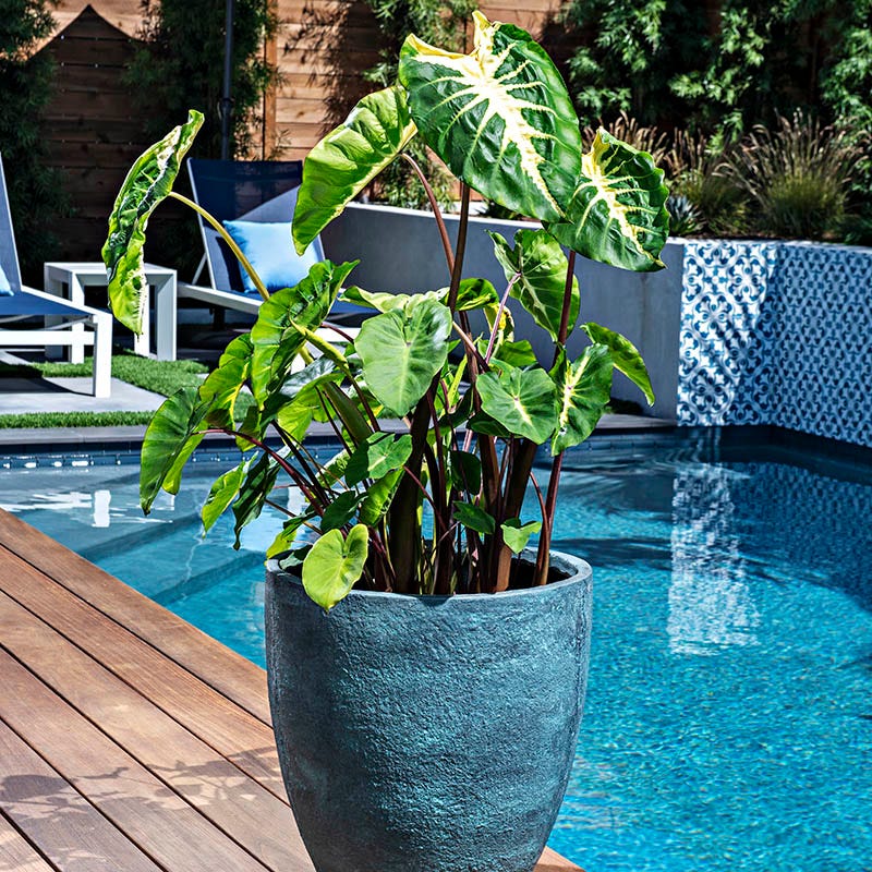 Royal Hawaiian® White Lava Elephant Ear - Image 3