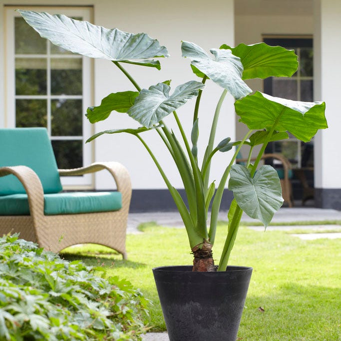 Upright Elephant Ears - Image 3