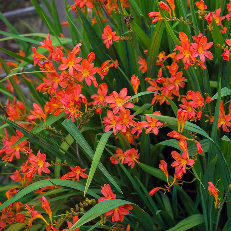 Hot Summer Heights Bulb Collection - Image 3