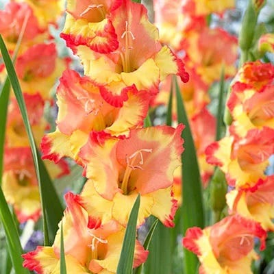 Summer Sorbet Gladiolus Collection - Image 4