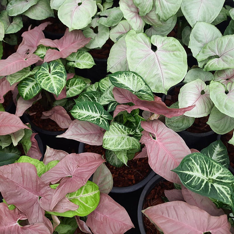 Shade Porch Pink Bulb Collection - Image 3