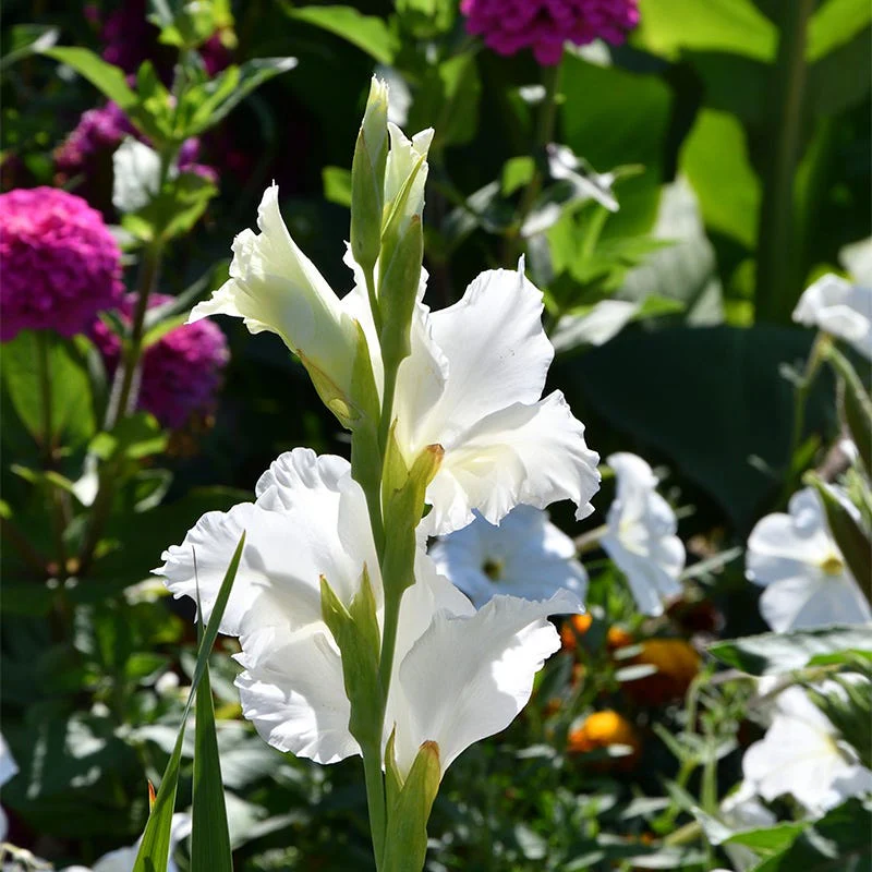 Polar Bear Gladiolus - Image 2