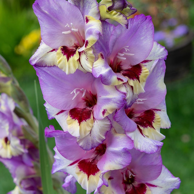 Summer Sorbet Gladiolus Collection - Image 3