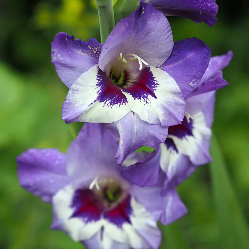 Vista Gladiolus - Image 3