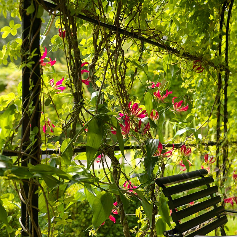 Gloriosa Lily - Image 3