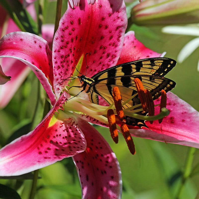 Stargazer Oriental Lily Bulbs - Image 3