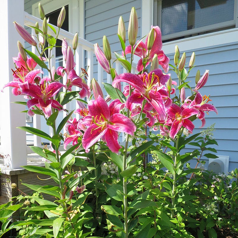 Stargazer Oriental Lily Bulbs - Image 4