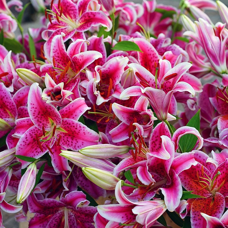 Stargazer Oriental Lily Bulbs - Image 5