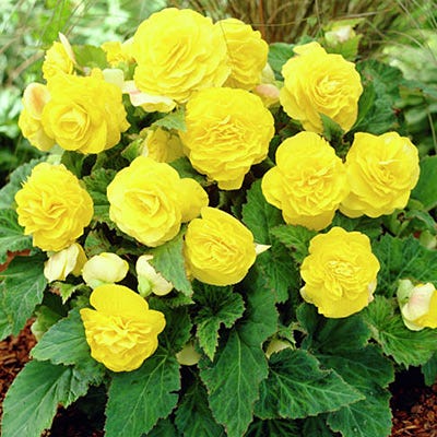 Double Yellow Begonia - Image 2
