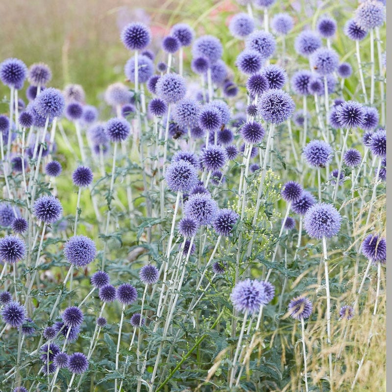 Sun Loving Pre-Planned Garden - Small - Image 8