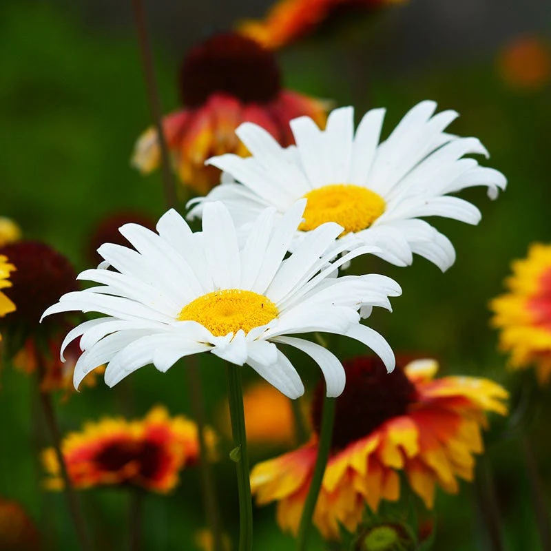 Summer Long Blooms Pre-Planned Garden - Image 14