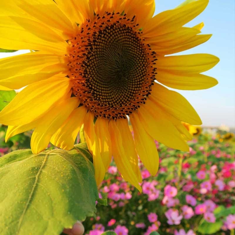 Wild Sunflower & Cosmos Seed Combo - Image 3