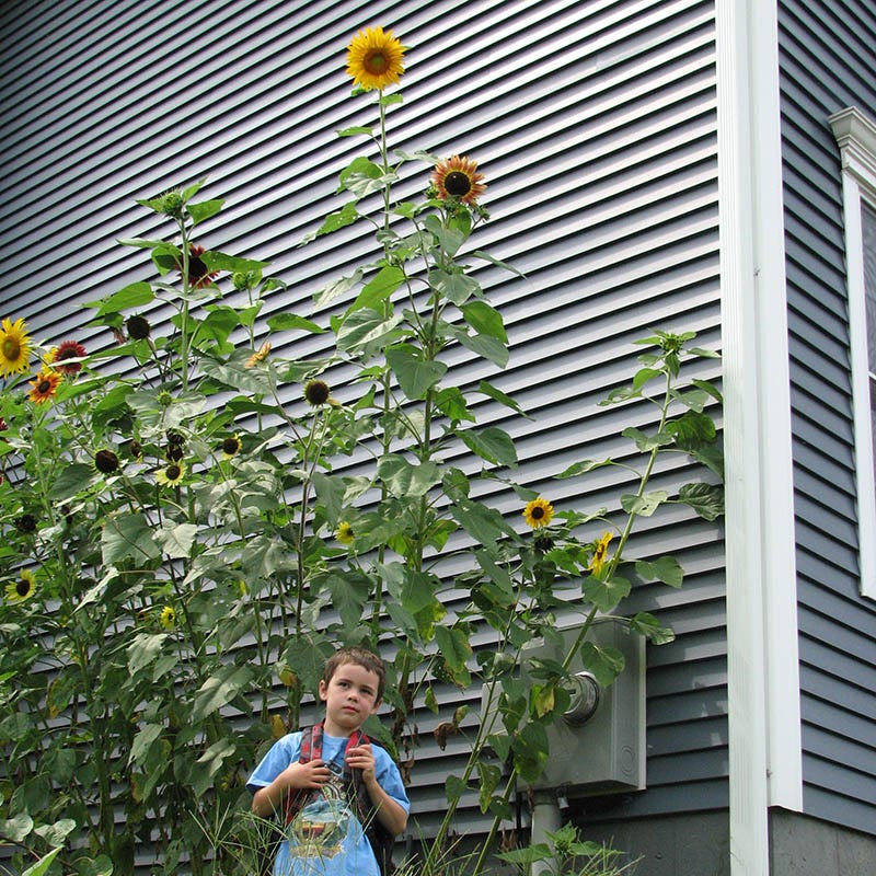Mammoth Grey Stripe Sunflower Seeds - Image 5