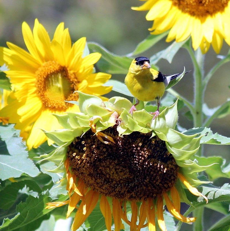 Mammoth Grey Stripe Sunflower Seeds - Image 6