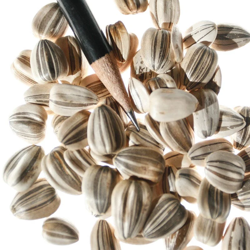 Mammoth Grey Stripe Sunflower Seeds - Image 8