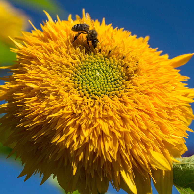 Sunflowers For The Soul Seed Collection - Image 4