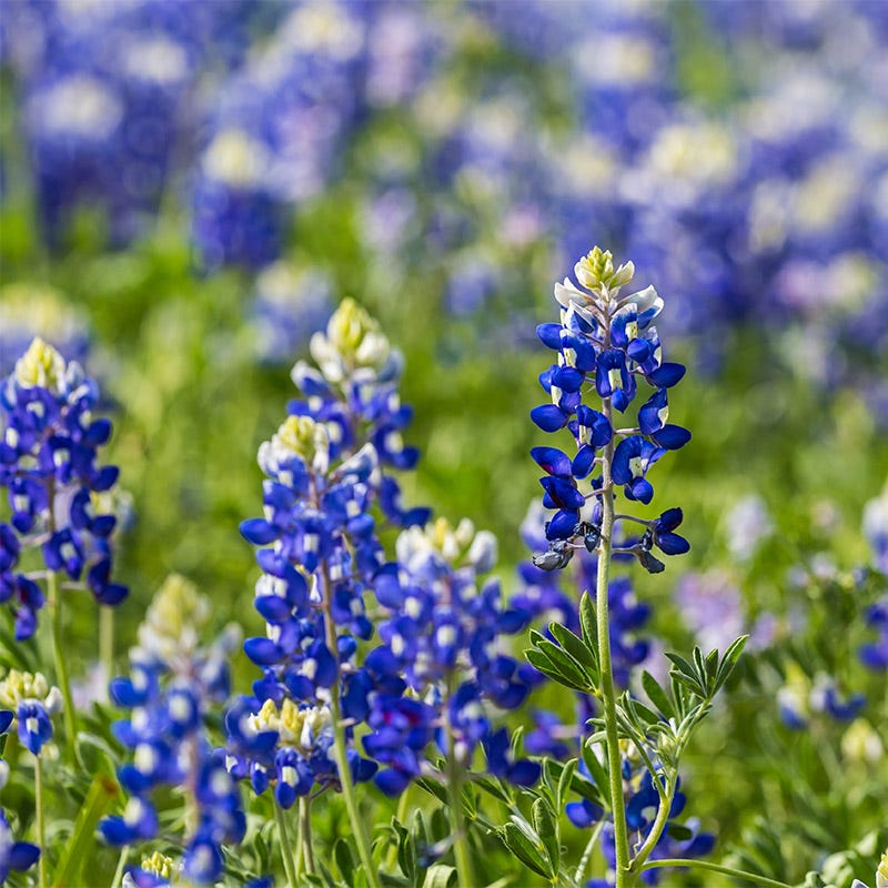 Texas Bluebonnet & Baby Snapdragon Seed Combo - Image 4