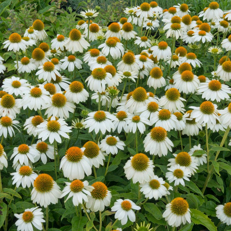 Hello Sunshine Pre-Planned Garden - Image 6