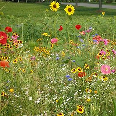 We Appreciate Your Business Seed Packet - Image 3