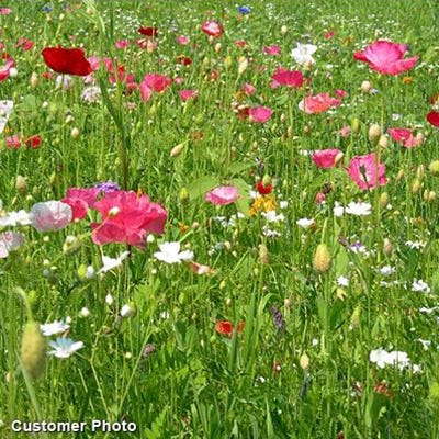 We Appreciate Your Business Seed Packet - Image 4