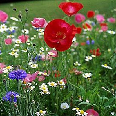 We Appreciate Your Business Seed Packet - Image 5