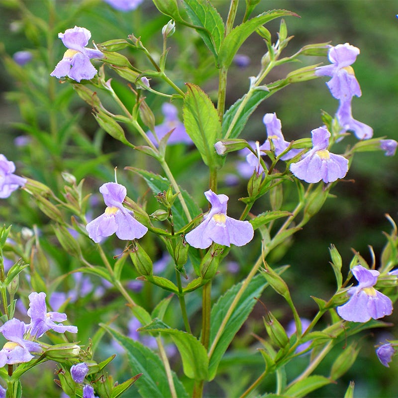 Wet Meadow Wildflower Seed Mix - Image 10