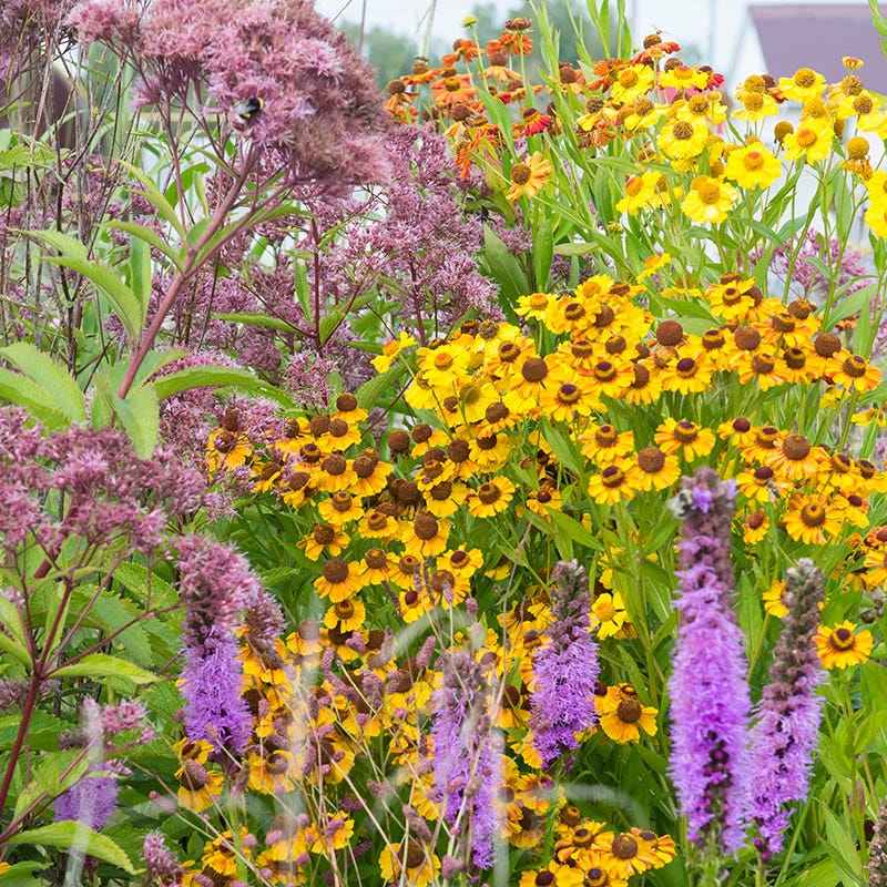 Wet Meadow Wildflower Seed Mix - Image 3