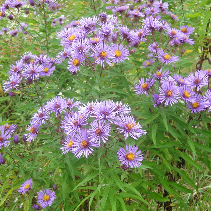 Wet Meadow Wildflower Seed Mix - Image 9