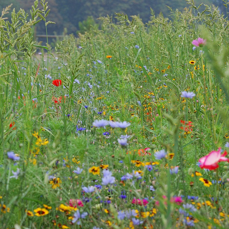 Wildlife Habitat Wildflower Seed Mix - Image 2