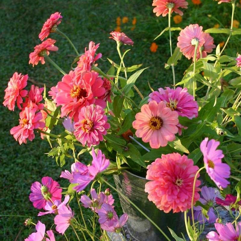 Zinnia & Cosmos Seed Combo - Image 4