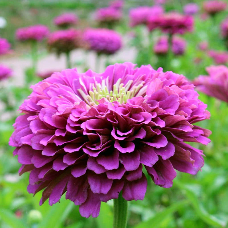 Find Your Zen Zinnia Seed Collection - Image 5